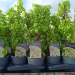 Hortenzia popínavá (Hydrangea anomala glabra) ´CRUG CORAL´- výška 40-60 cm, kont. C2L